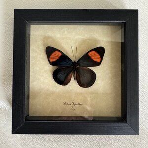 Brand New Real Mounted + Framed Butterfly- Rare! Batesia Hypochlora